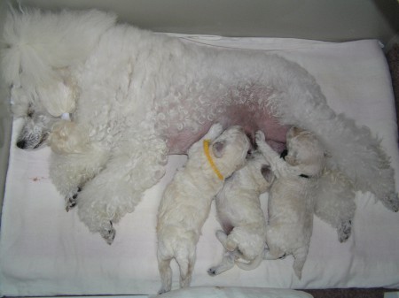 ...a neustále hladoví potomci CASTOR, CERES a CARINO...